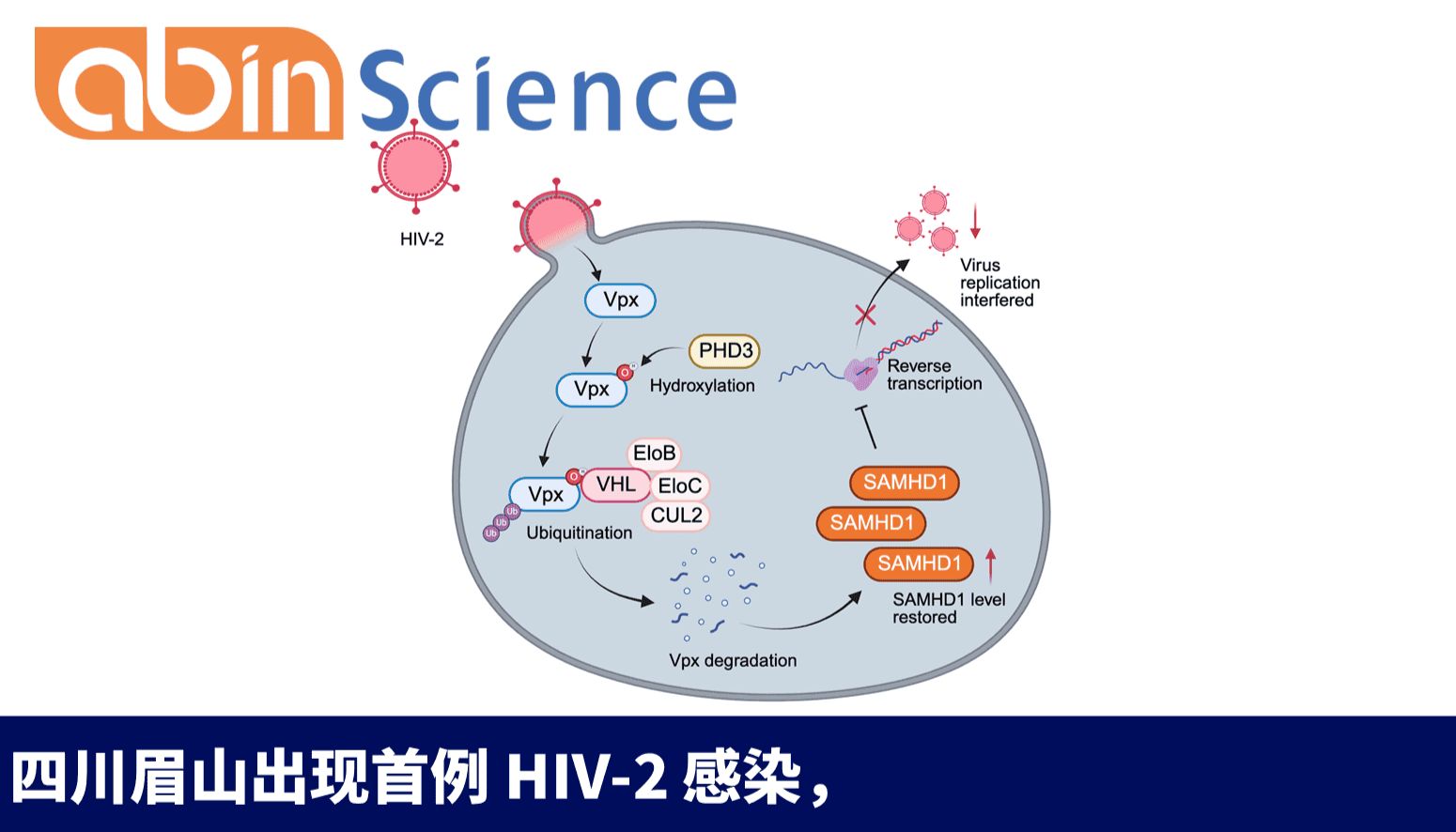 四川眉山出现首例 HIV-2 感染，撬动中国艾滋病防控的盲区