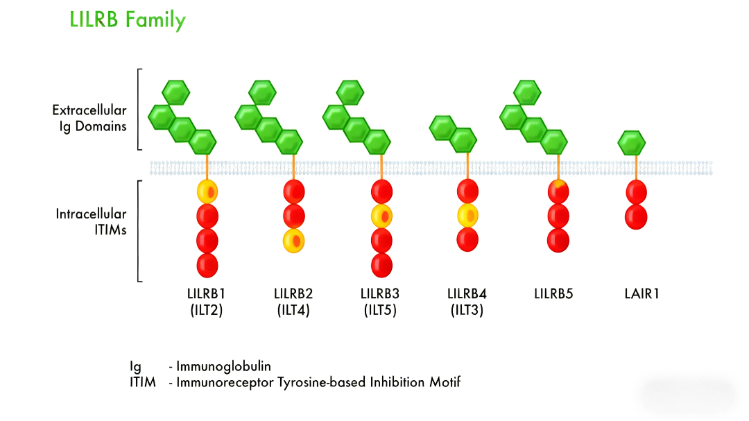免疫球蛋白样转录子4在肿瘤免疫微环境中的调控作用?