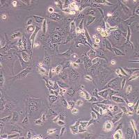 COR-L23人肺癌细胞(大细胞肺1癌)(STR鉴定)丨逸漠(immocell)