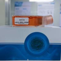 NCI-H2227人小细胞肺癌(STR鉴定)丨逸漠(immocell)