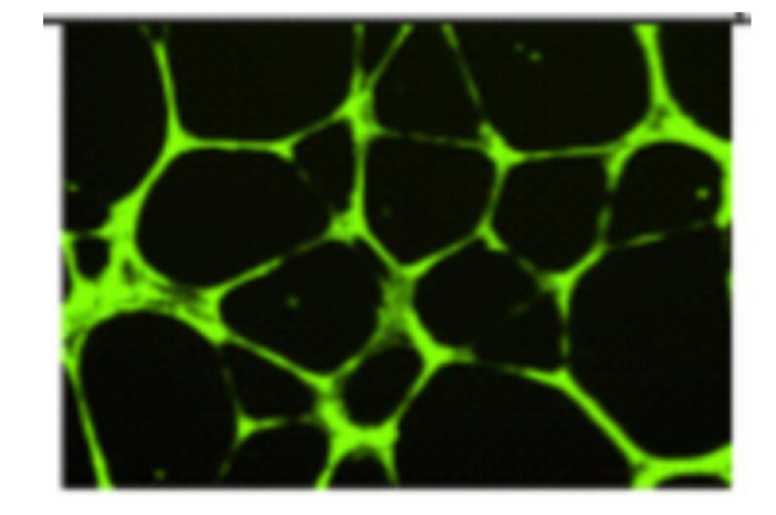 血管形成实验 —— 精通篇