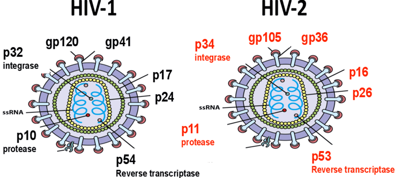 HIV-1和 HIV-2 病毒颗粒的比较结构
