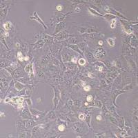 NCI-H2052人肺间皮瘤细胞(STR鉴定)丨逸漠(immocell)