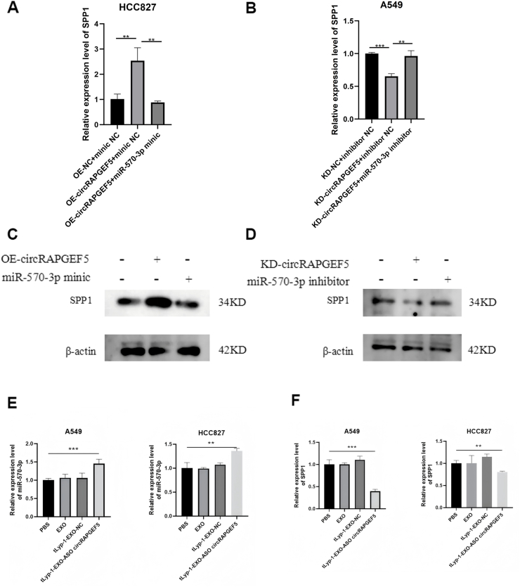 QPCR及Western blot检测 QPCR及Western blot检测