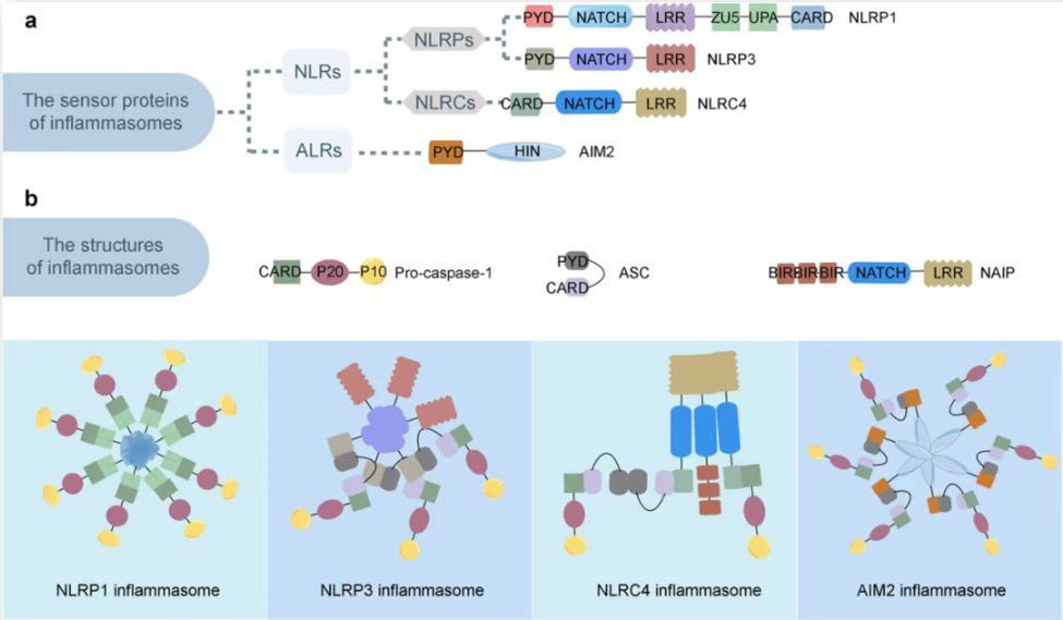 细胞焦亡系列【2】炎症小体