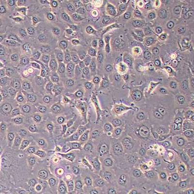 A-253人颌下腺表皮癌细胞(STR鉴定)丨逸漠(immocell)