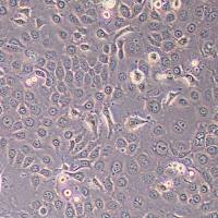 A-253人颌下腺表皮癌细胞(STR鉴定)丨逸漠(immocell)