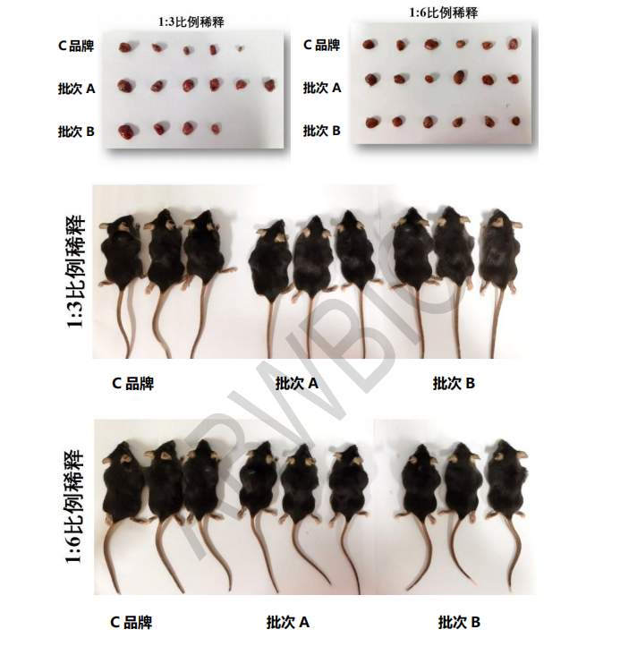 【基质胶应用二】皮下成瘤实验