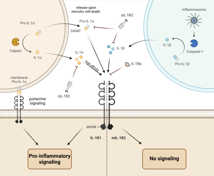 疑难靶点系列XVI——IL-1β：细胞炎症的风暴之眼