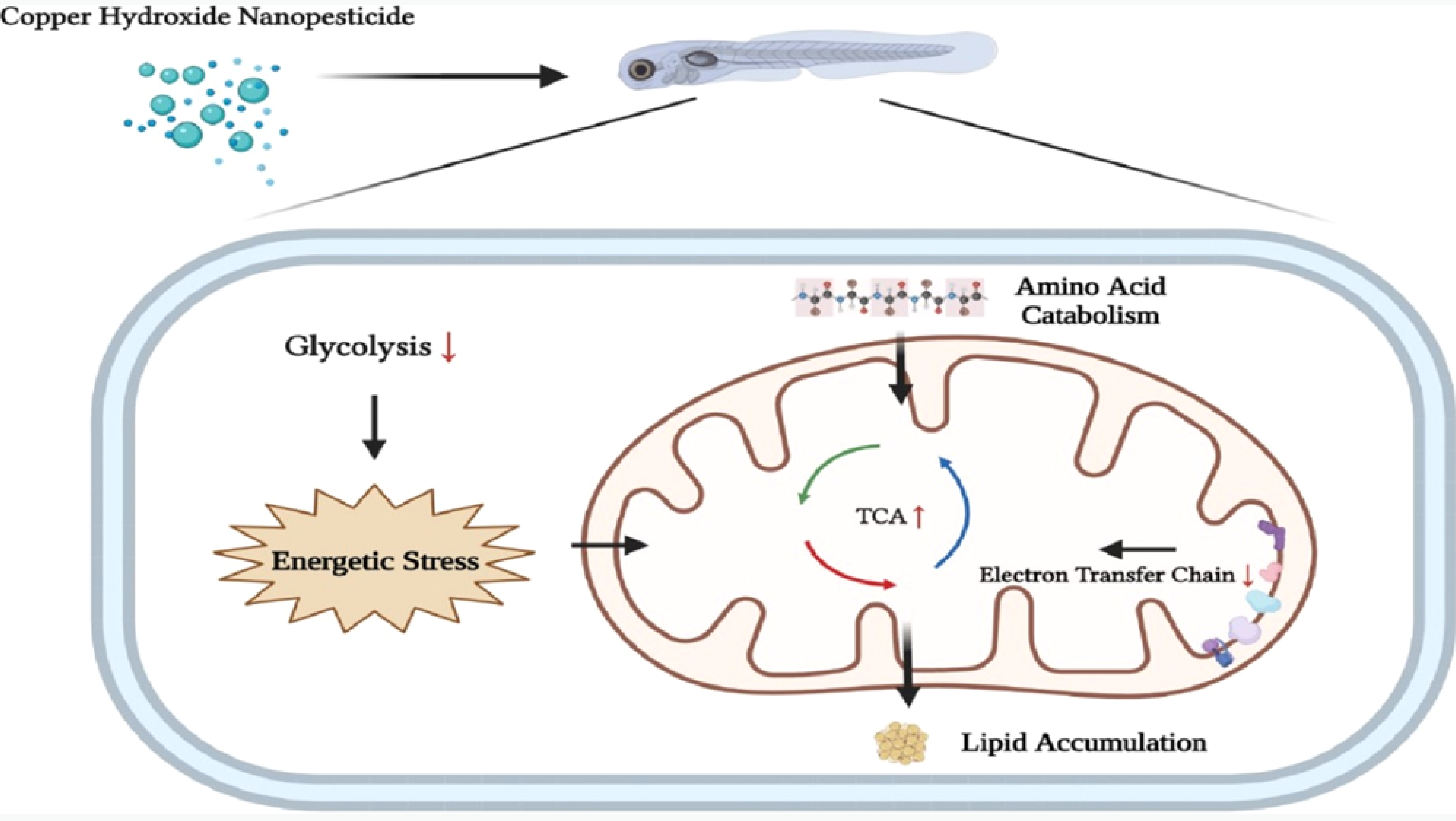 四篇连发！累计 IF 超 40！看广州大学闫兵教授团队如何用代谢组解码环境毒物神经影响的毒性机制？