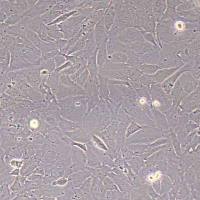 NCI-H196人小细胞肺癌细胞(STR鉴定)丨逸漠(immocell)