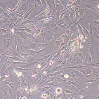 NCI-H2452人间皮瘤细胞(STR鉴定)丨逸漠(immocell)