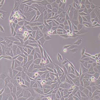SW-839人肾癌细胞(STR鉴定)丨逸漠(immocell)