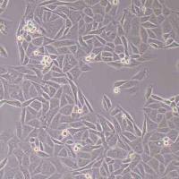 SW-839人肾癌细胞(STR鉴定)丨逸漠(immocell)