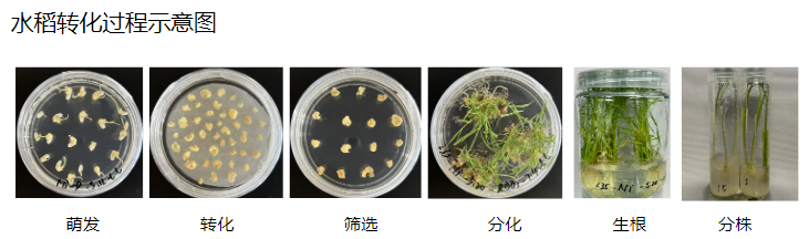 植物遗传转化一站式服务上线