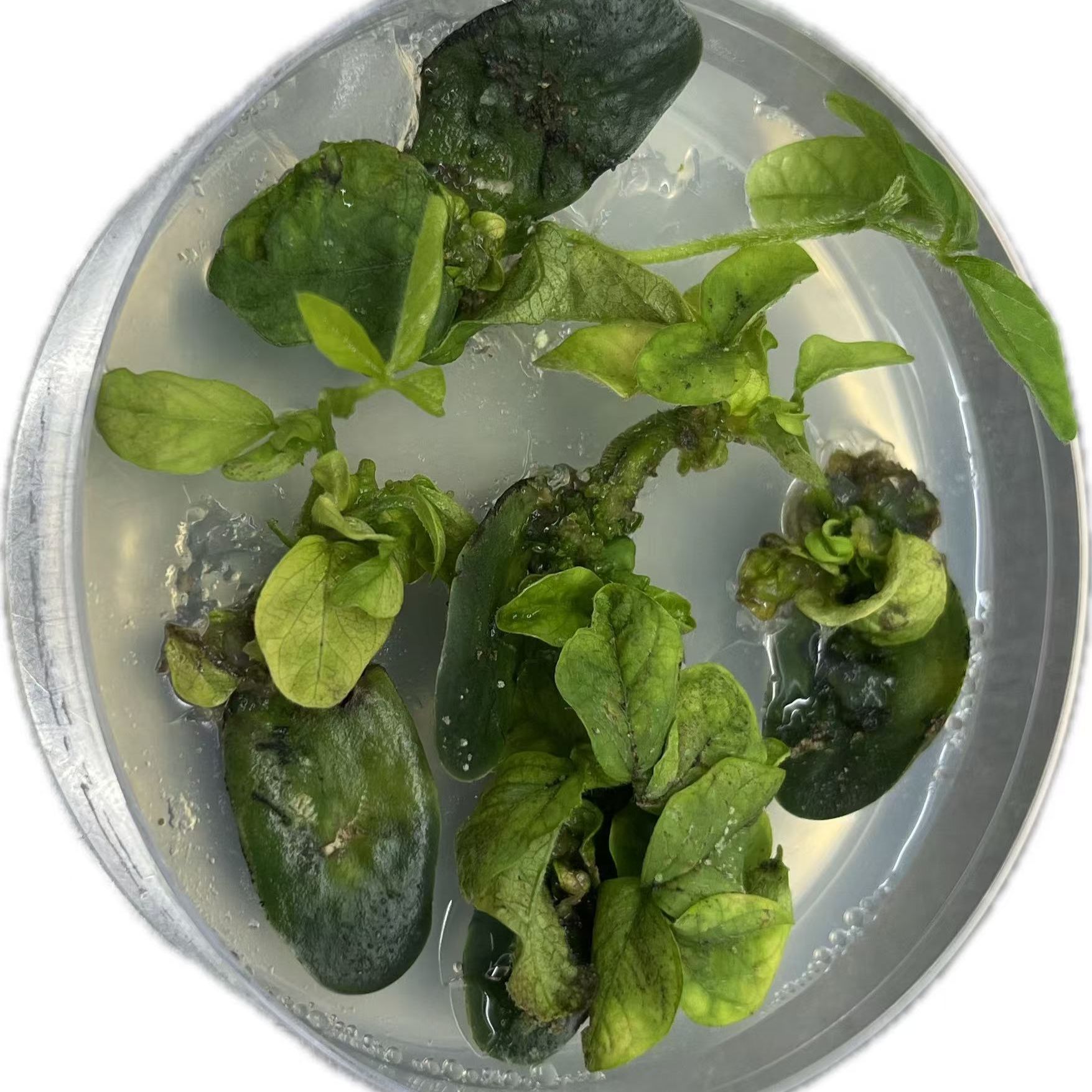 大豆遗传转化服务