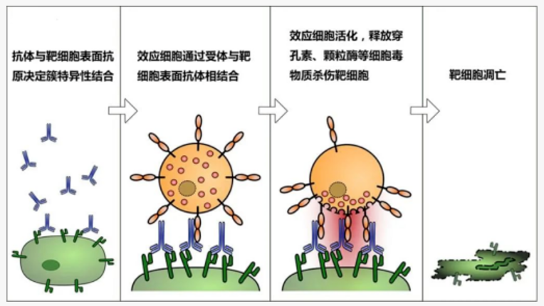技术分享 | 一文读懂抗体：结构、分类与ADCC/ ADCP/ CDC机制
