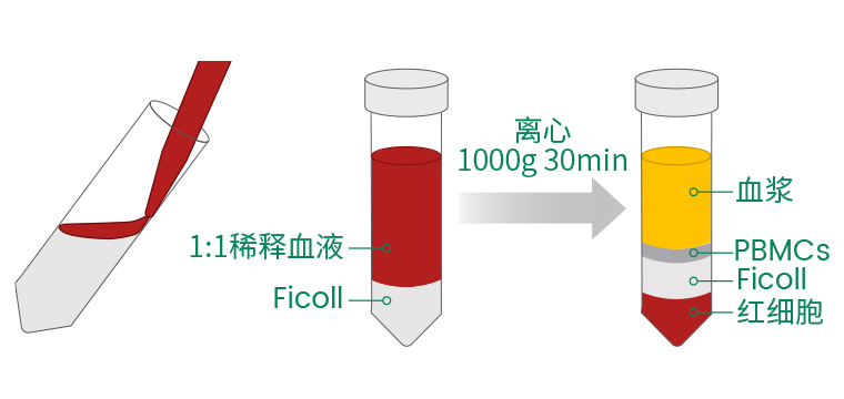 从小鼠脾脏到PBMC:ELISpot样本处理全流程解密
