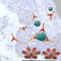 Lyophilized platelets 冻干血小板试剂可用于瑞斯托霉素辅因子vWF:Rco检测