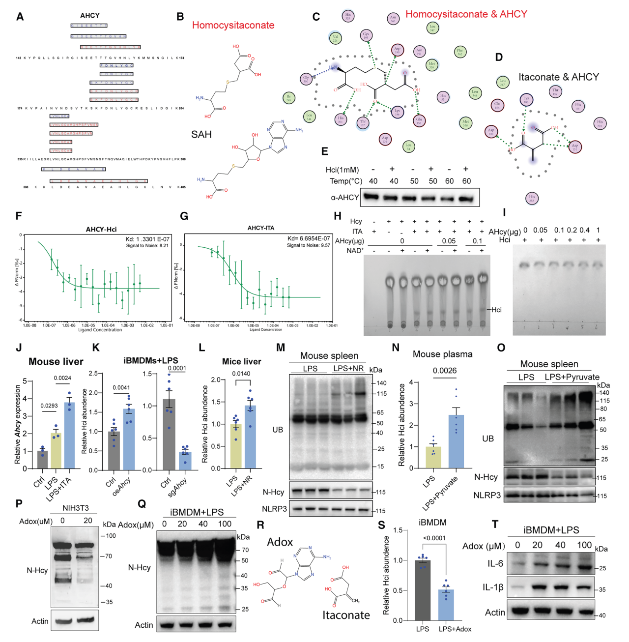 Cell Metab项目文章 | Lip-MS+转录组拿下代谢顶刊！同济大学团队发现新型抗炎代谢物——同康酸！