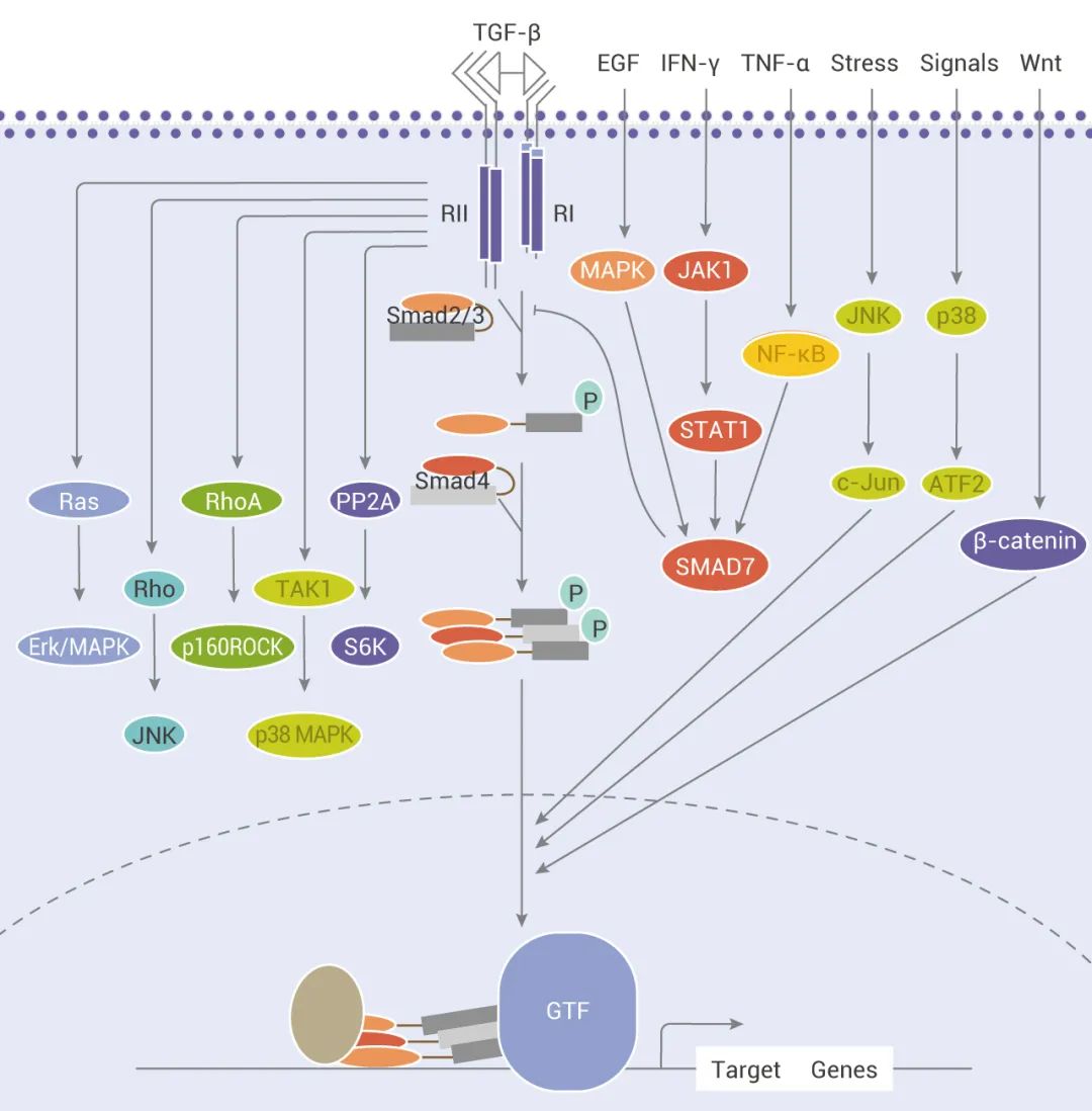 TGF-β 信号通路核心干货解析