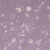 BFTC-905人膀胱癌细胞(STR鉴定)丨逸漠(immocell)