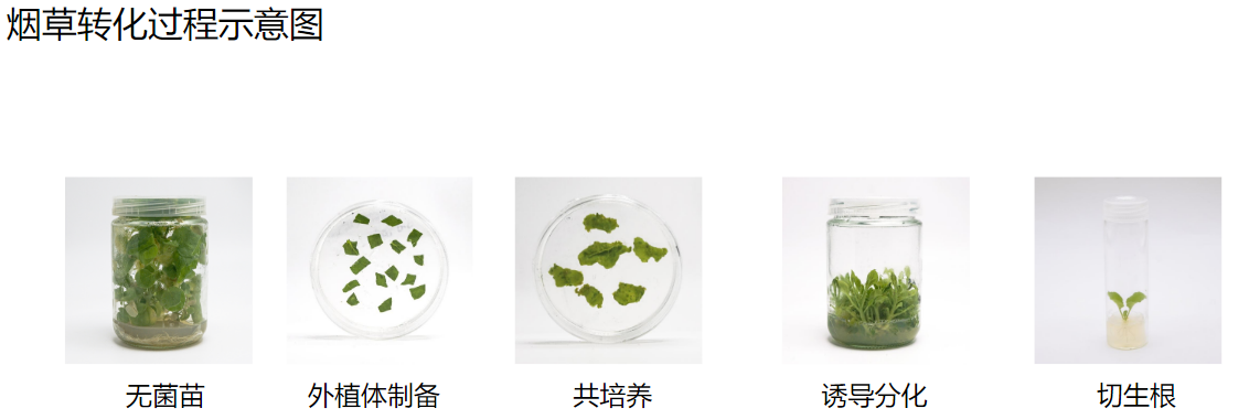 烟草遗传转化服务