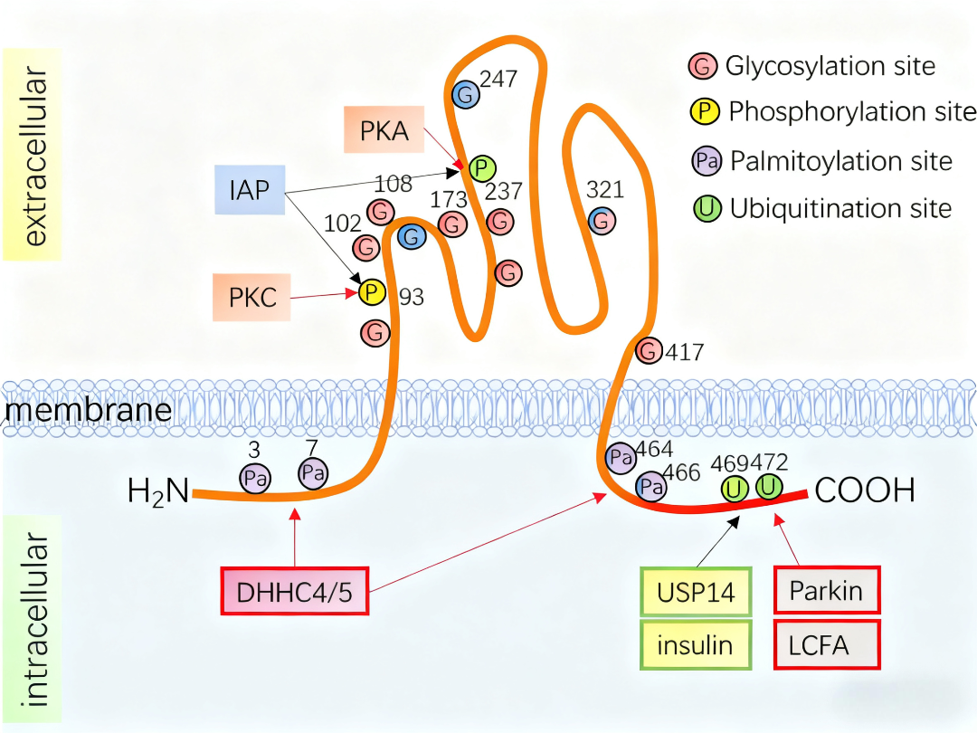 CD36在动脉粥样硬化发生发展中的多重作用?