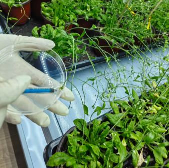 拟南芥遗传转化服务