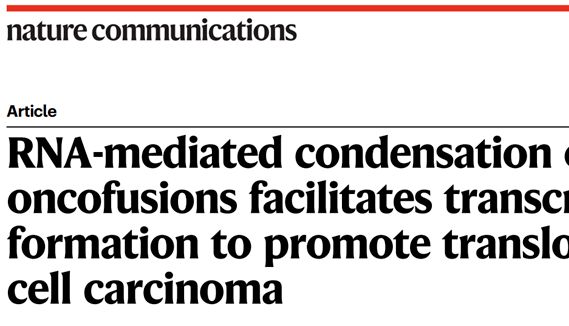 多组学案例丨RNA介导的TFE3癌融合蛋白相分离促进转录枢纽形成，推动易位性肾细胞癌进展