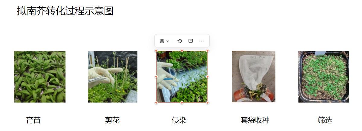 拟南芥遗传转化服务