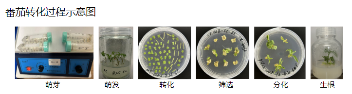 植物遗传转化一站式服务上线