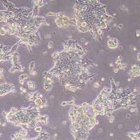 CL-40人结肠癌细胞(STR鉴定)丨逸漠(immocell)