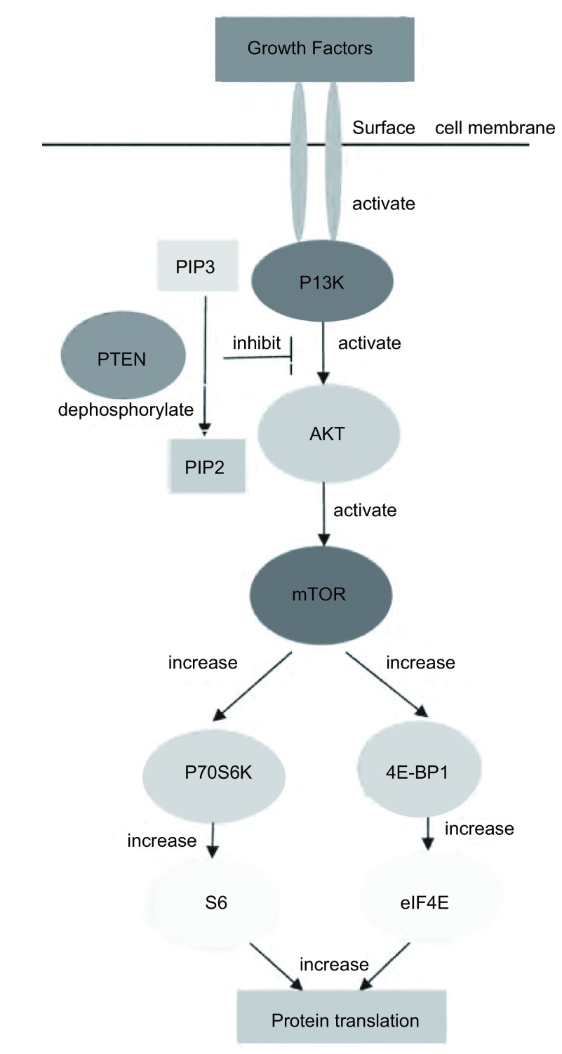 通路突破 | AKT：癌症药物研发的新前沿
