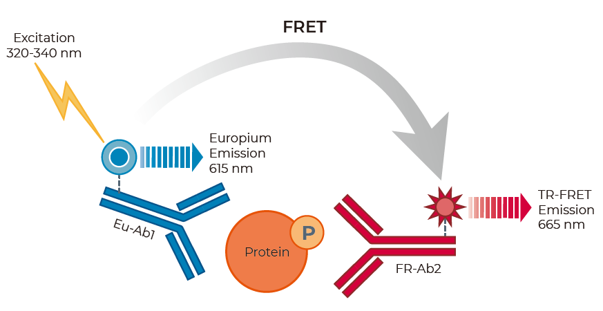 通路突破 | AKT：癌症药物研发的新前沿