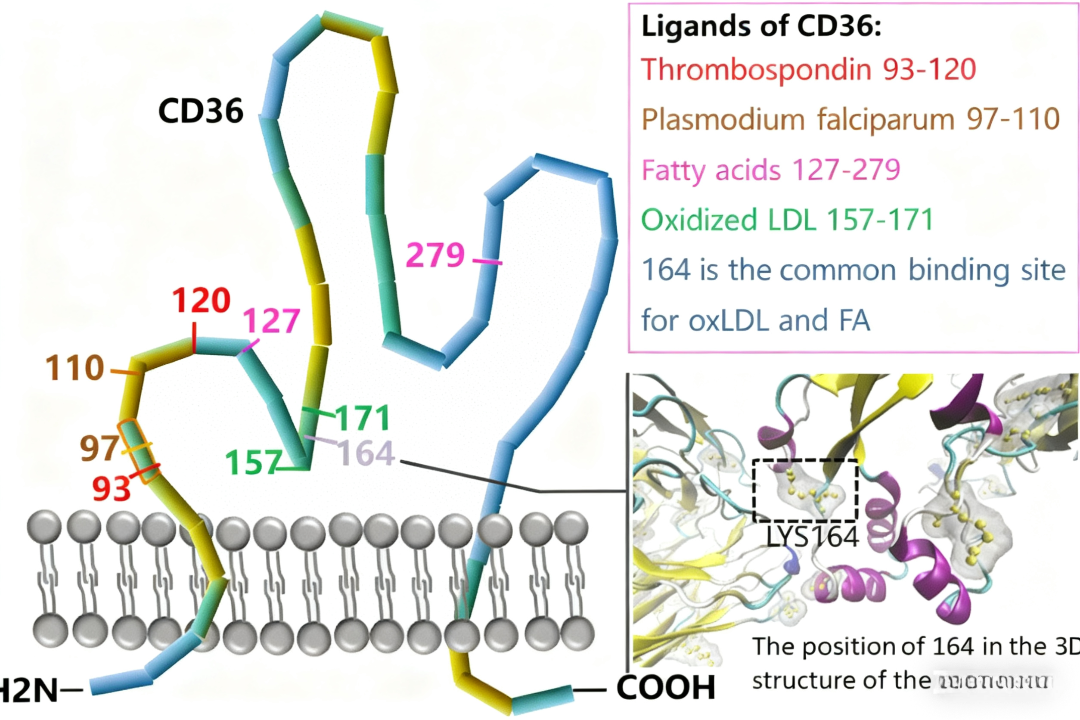 CD36在动脉粥样硬化发生发展中的多重作用?