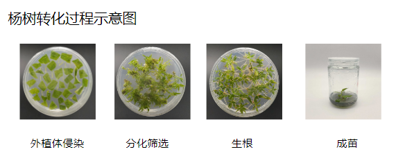 植物遗传转化一站式服务上线
