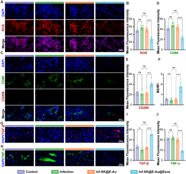 免疫荧光染色 免疫荧光染色