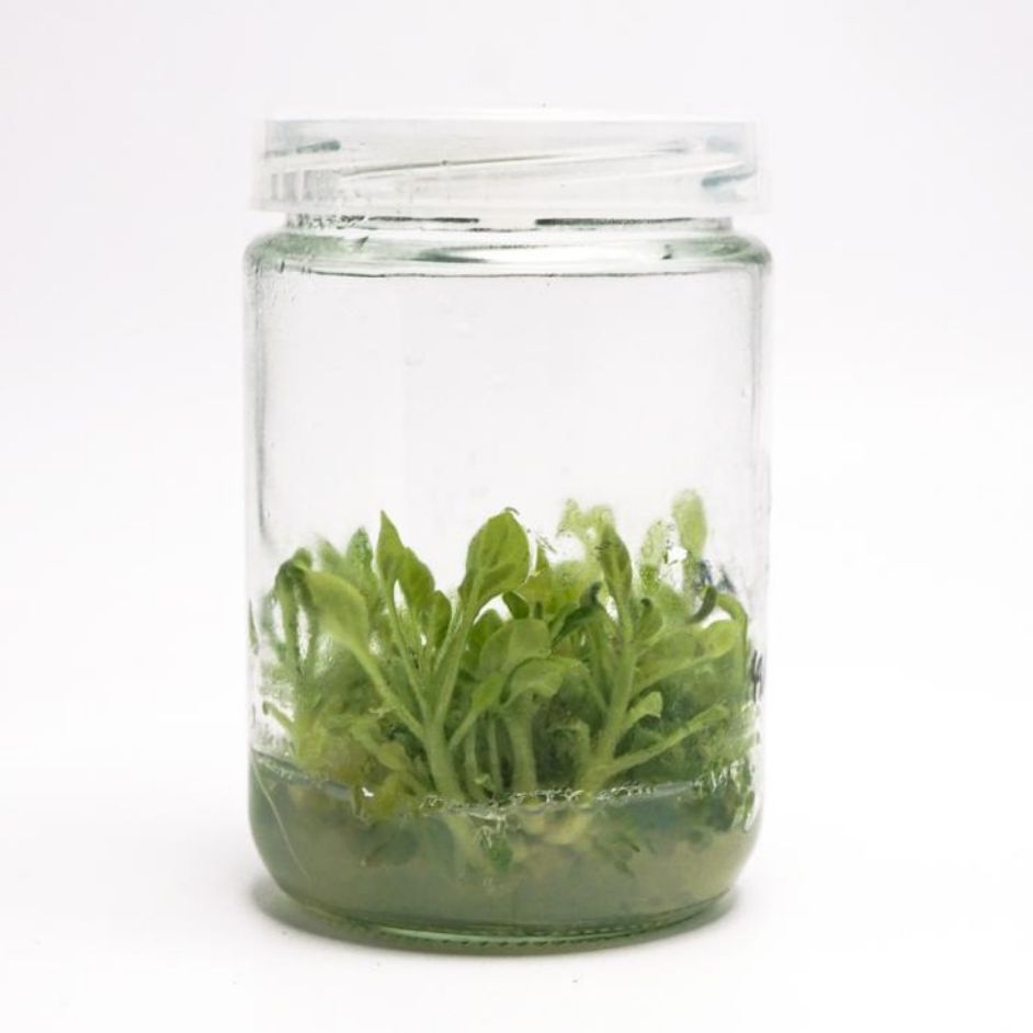 烟草遗传转化服务