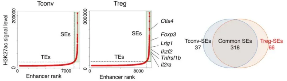 解码免疫调控关键：Treg 细胞转录 - 表观遗传机制如何改写自身免疫病治疗规则？