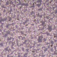 OCI-M2人急性粒细胞白血病(STR鉴定)丨逸漠(immocell)