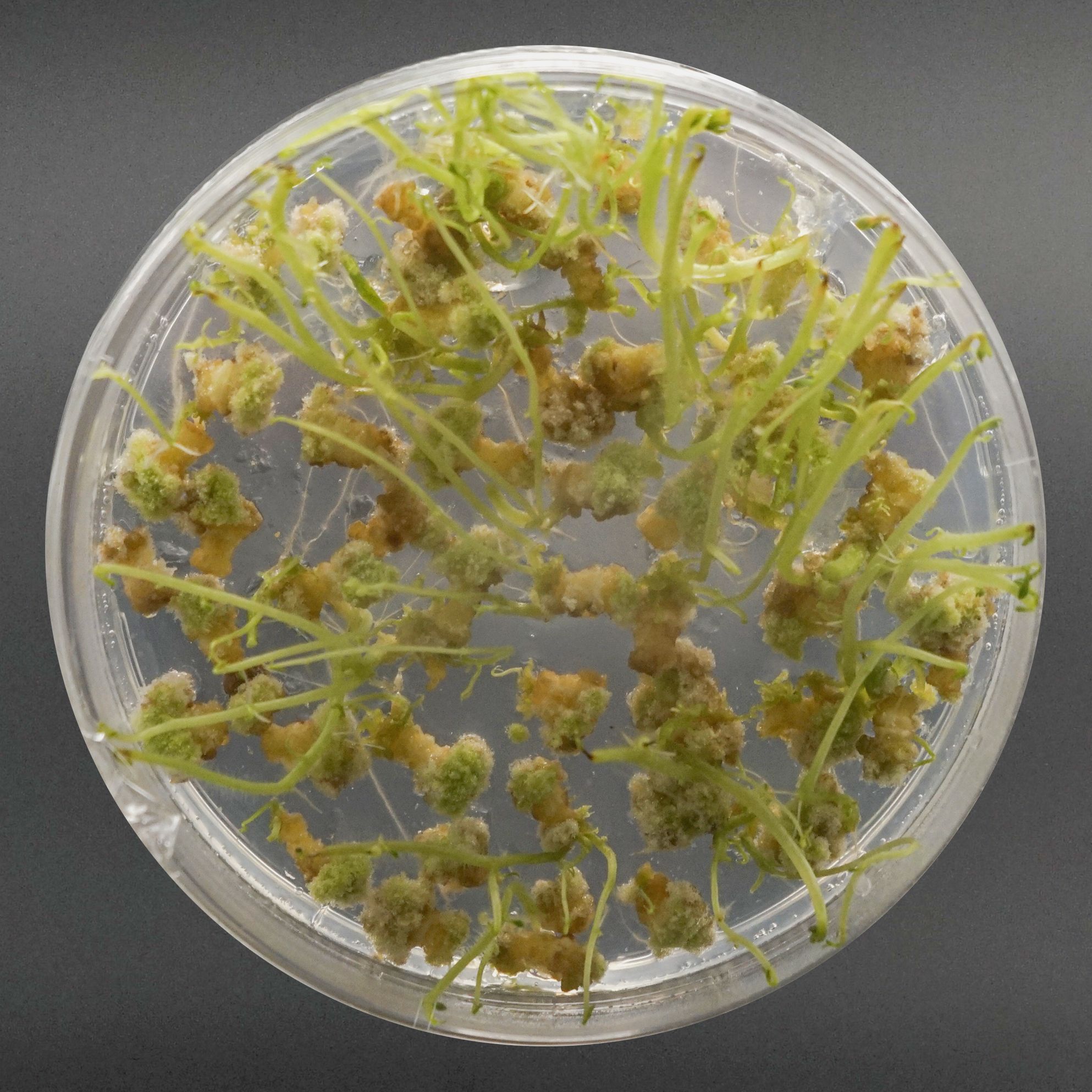 马铃薯遗传转化服务