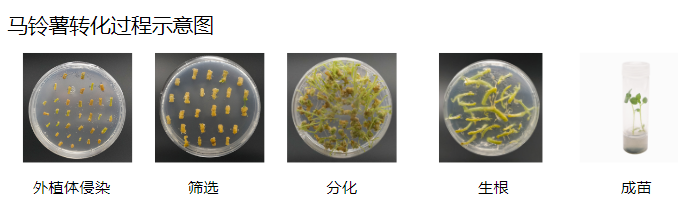 植物遗传转化一站式服务上线