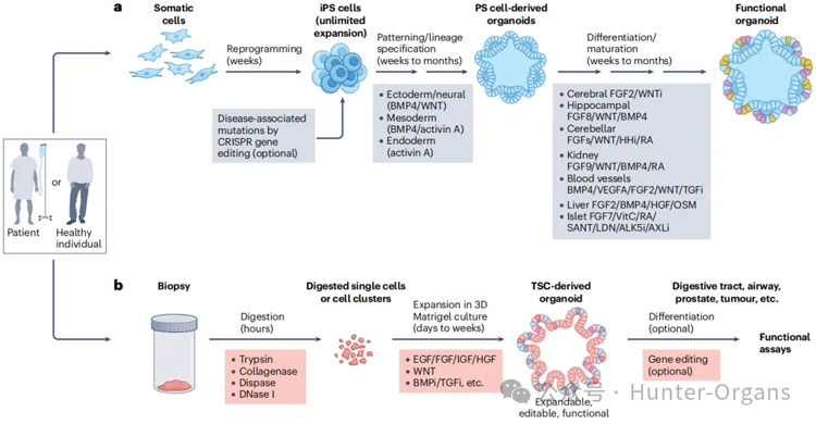 IF=101.8丨类器官在疾病建模、药物筛选与评估中的应用进展