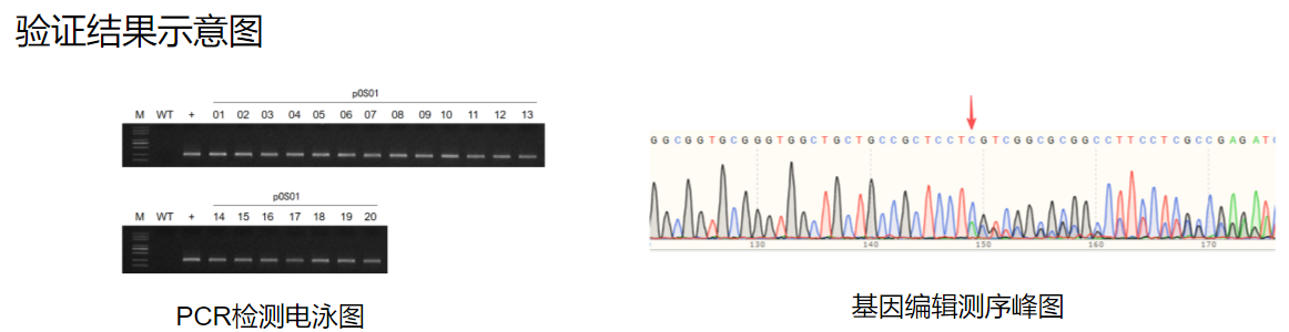 大豆遗传转化服务