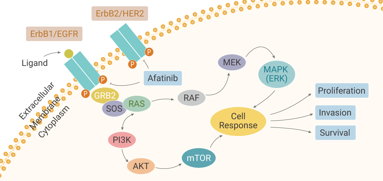 MAPK 信号通路深度科普