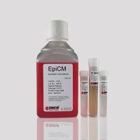 上皮细胞培养基 EpiCM