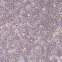 NCI-H1568人非小细胞肺腺癌细胞(STR鉴定)丨逸漠(immocell)