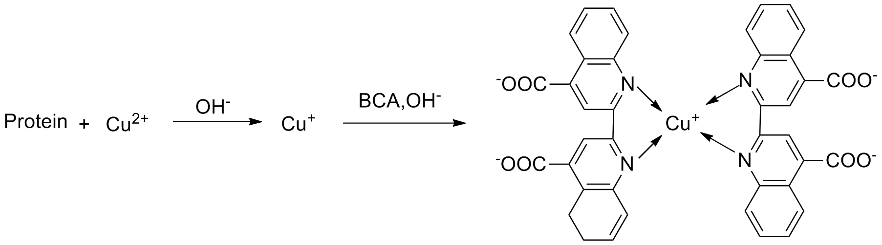覆盖 0.0165-1mg/mL！Elabscience BCA蛋白浓度检测试剂盒，满足多样检测需求