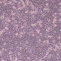 TCMK-1小鼠肾小管上皮细胞 (物种鉴定)丨逸漠(immocell)